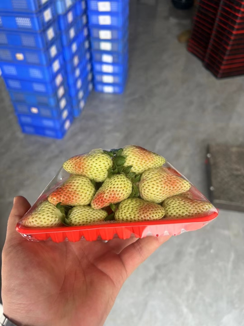 云南夏季草莓
