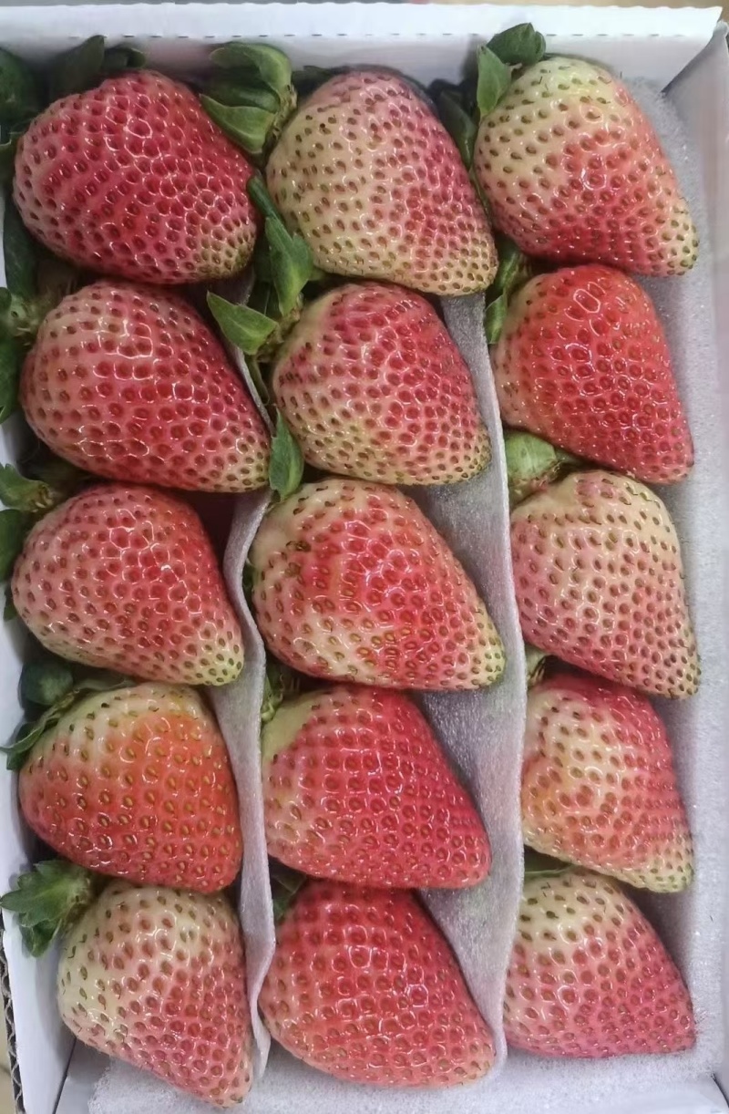 云南夏季草莓