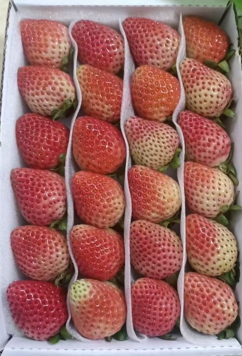 云南夏季草莓