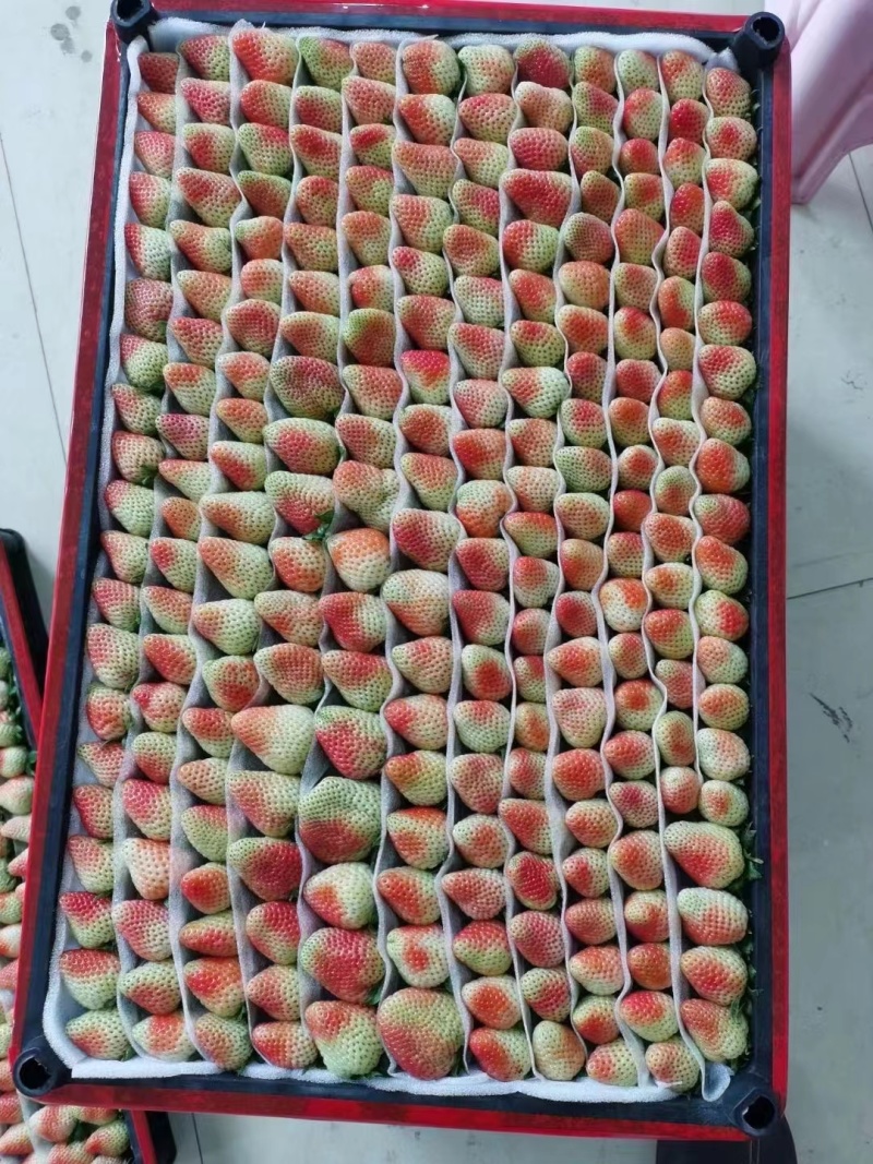 云南夏季草莓