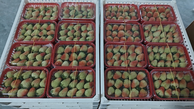 云南夏季草莓