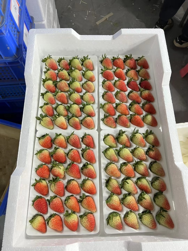 云南夏季草莓