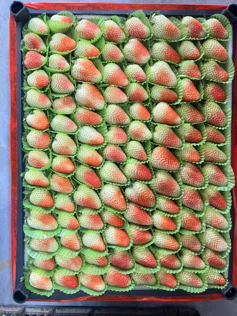 云南夏季草莓