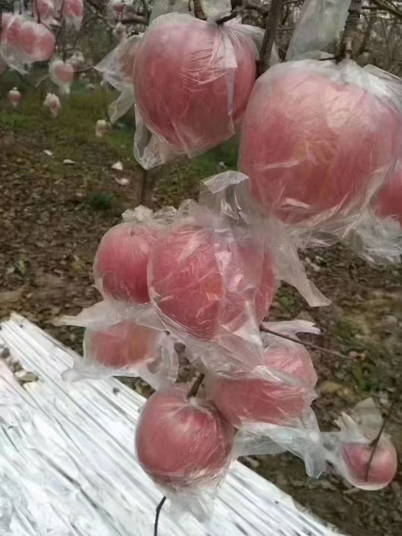 陕西红富士