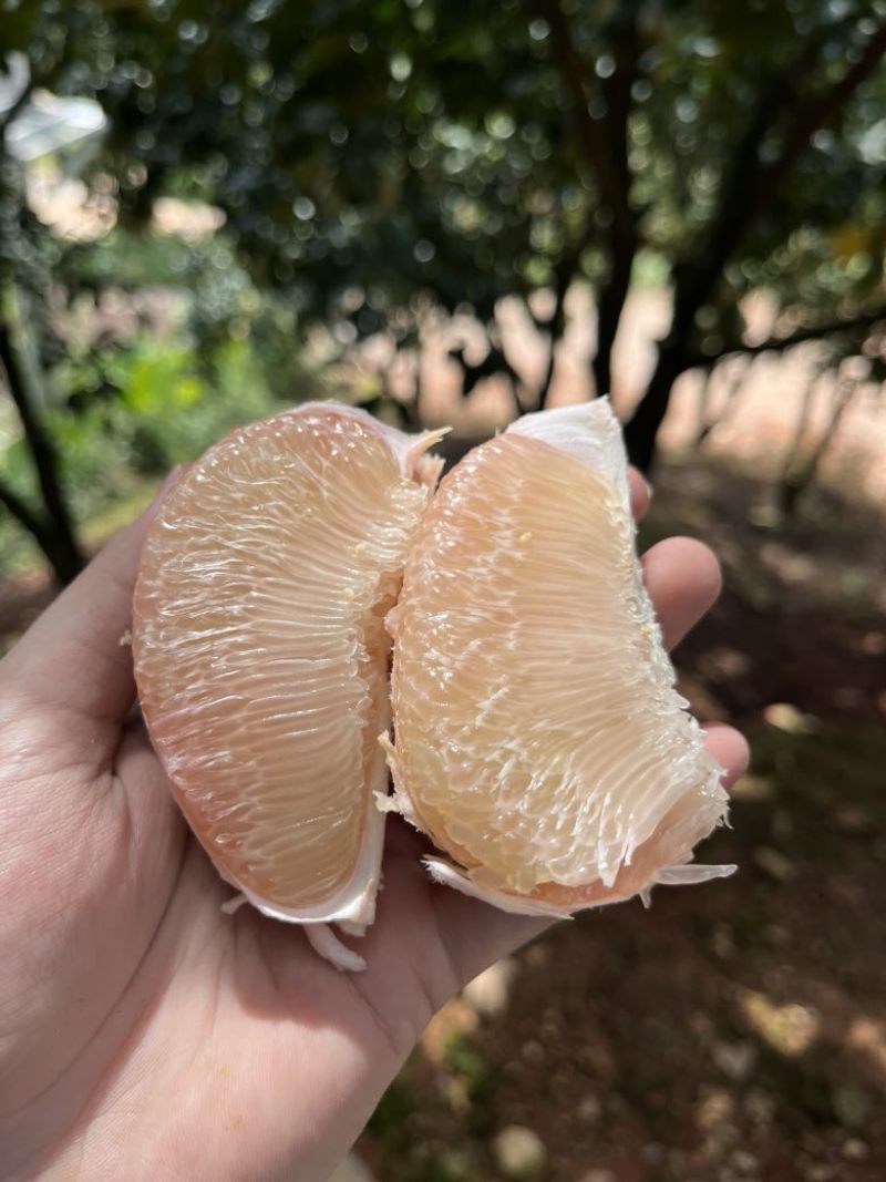 度尾文旦柚老树现摘