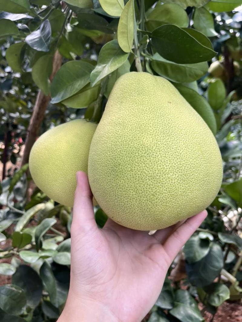 度尾文旦柚老树现摘
