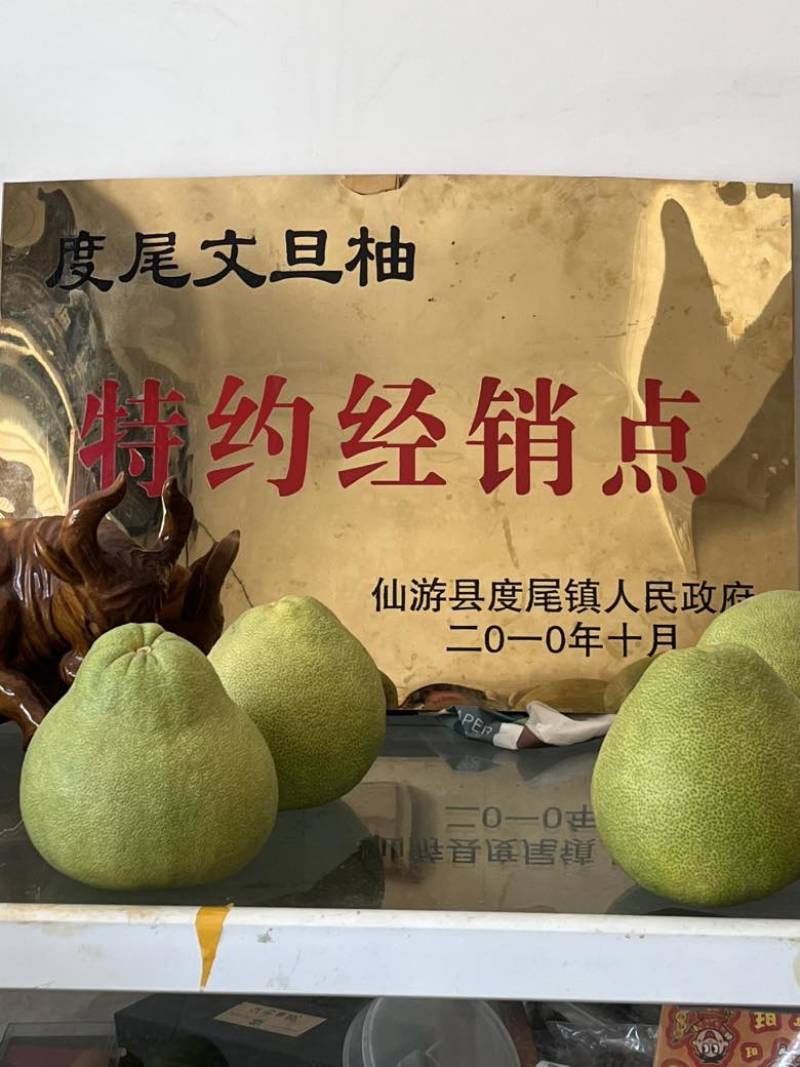度尾文旦柚老树现摘