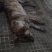 小狗3只出生3个月多了，五黑一只，虎斑一只，奶白色一只