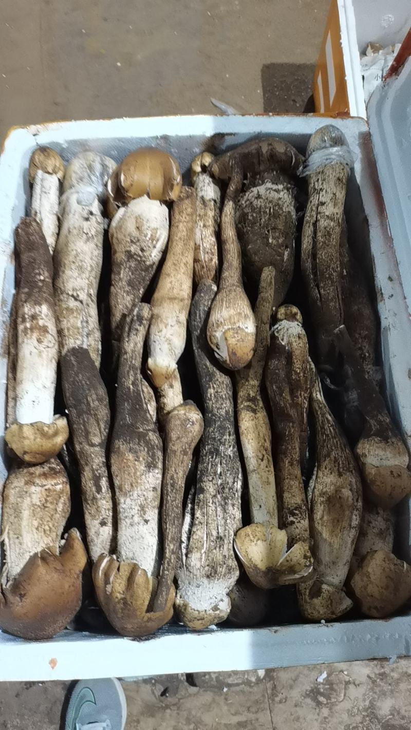 云南大黄皮鸡枞