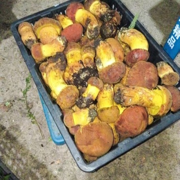 黄牛肝菌