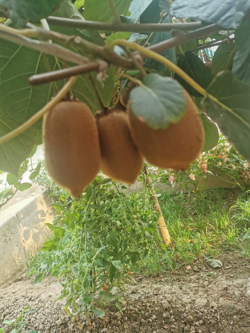 周至农大玉香弥胡桃
