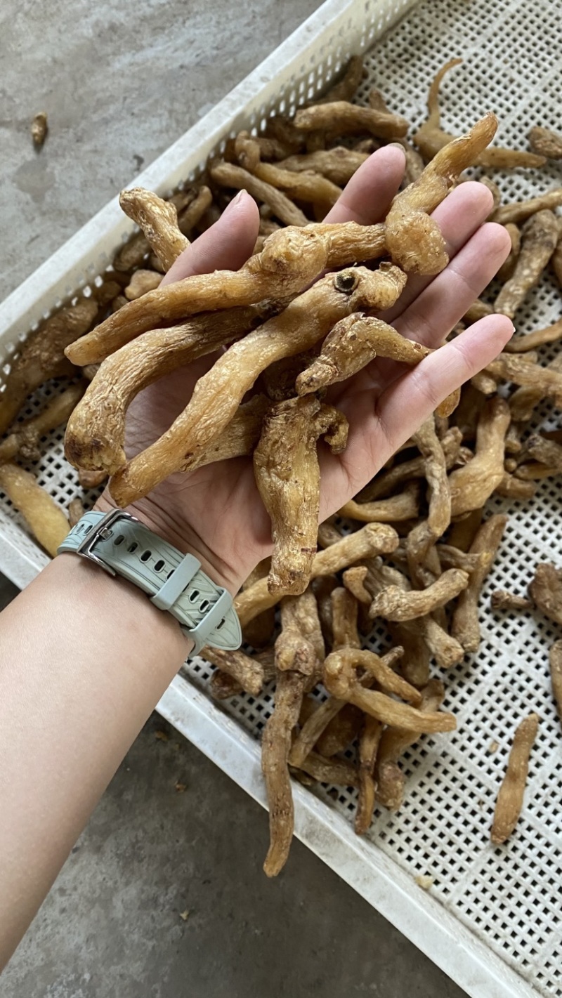 熟晒手选大货-鸡头黄精干品