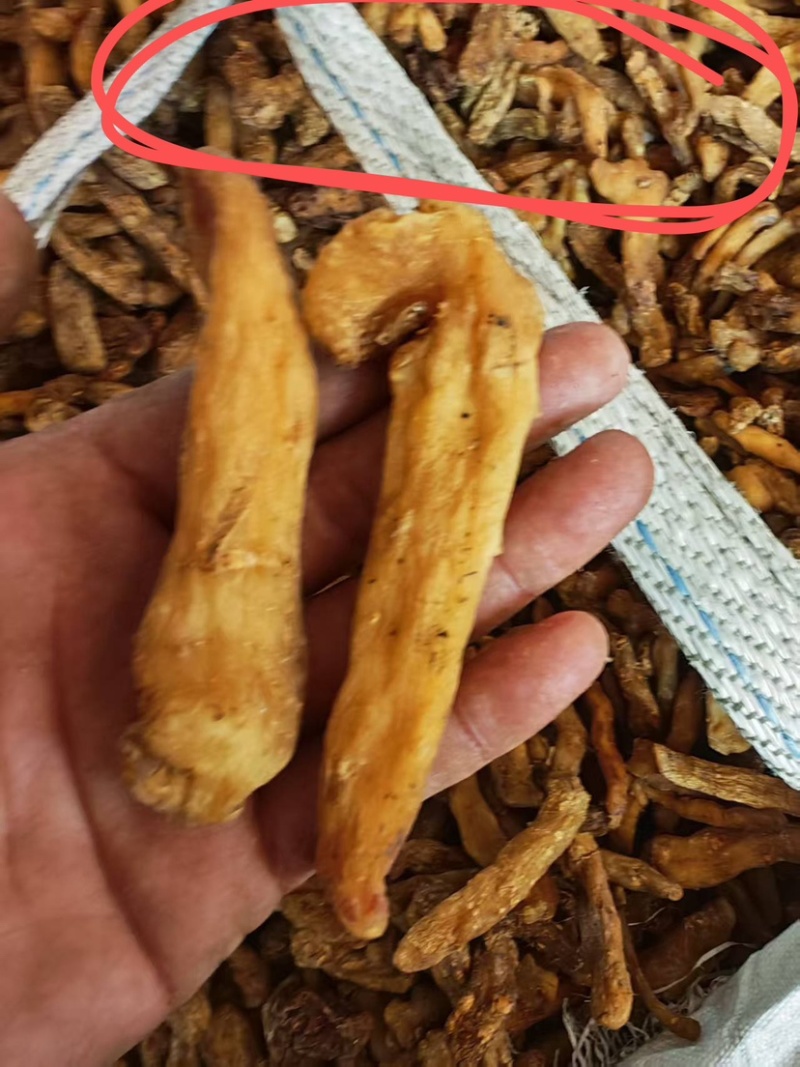 熟晒手选大货-鸡头黄精干品