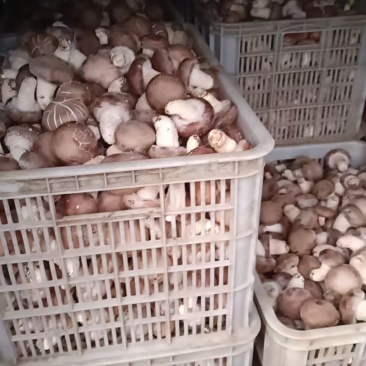 香菇