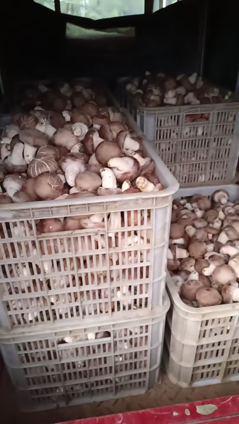 香菇