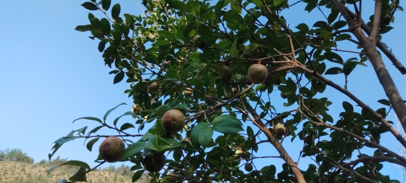 油茶生果