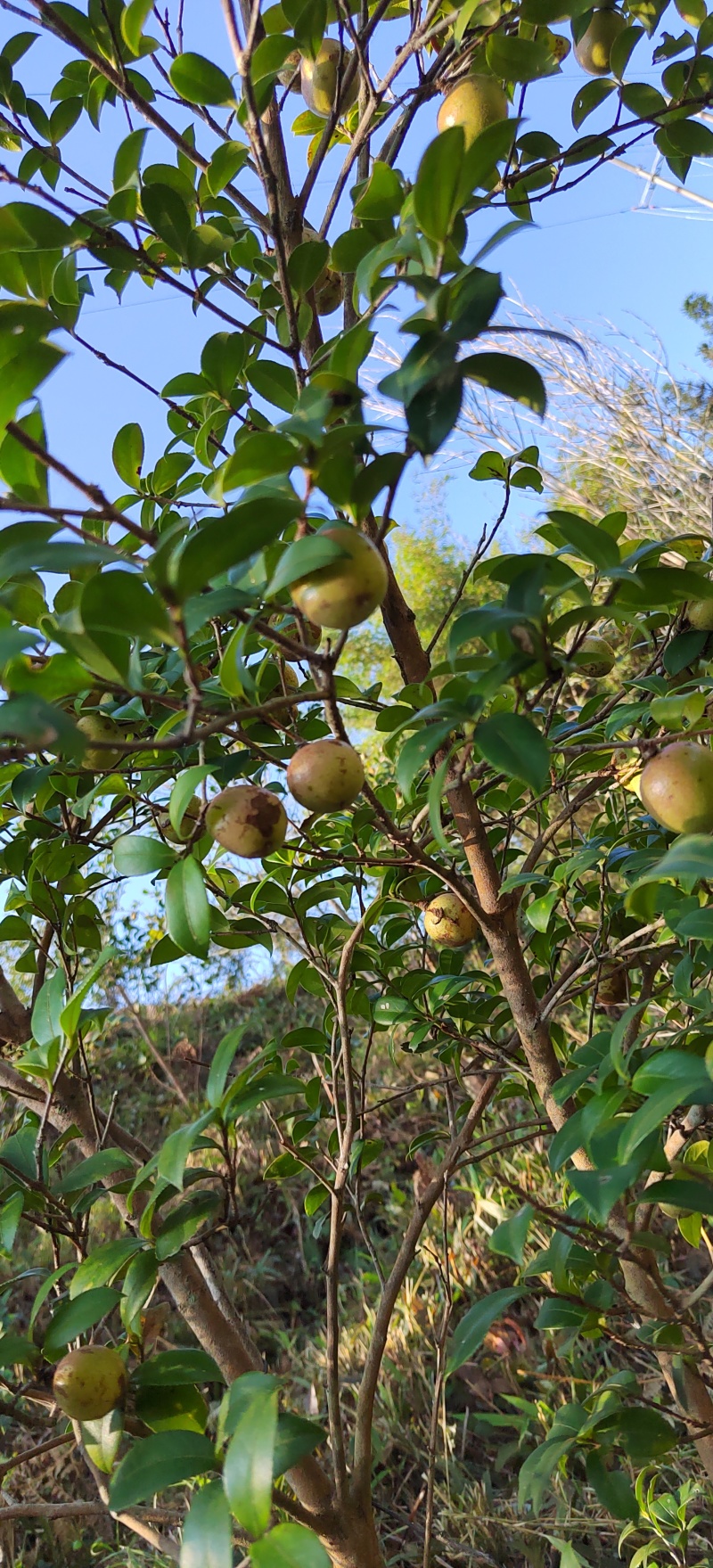 油茶生果