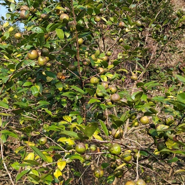 油茶生果