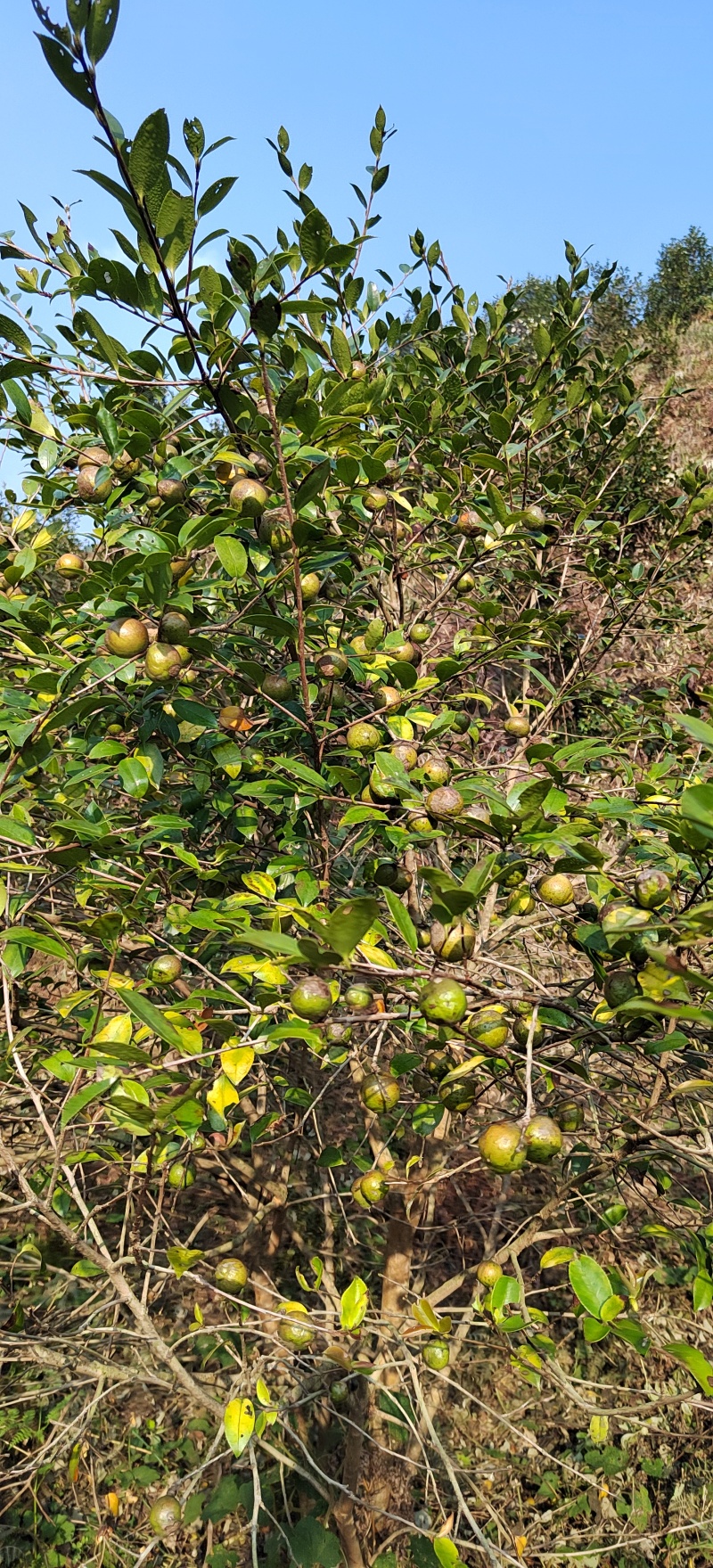 油茶生果
