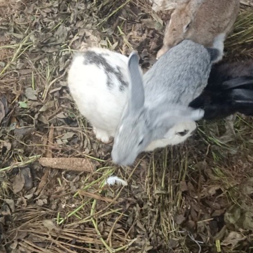 成年肉兔
