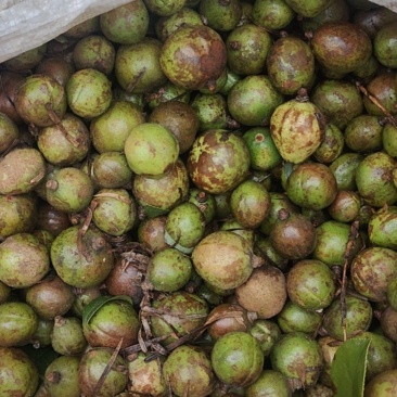 野生油茶籽（鲜果）