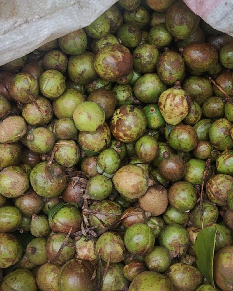 野生油茶籽（鲜果）