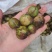 野生油茶籽（鲜果）