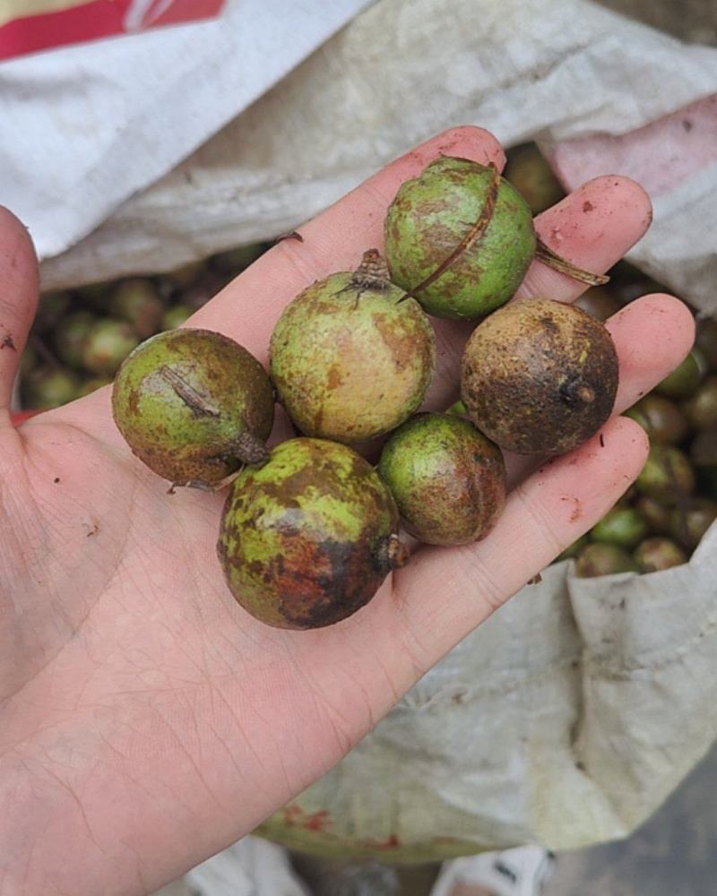 野生油茶籽（鲜果）
