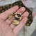 野生油茶籽（鲜果）