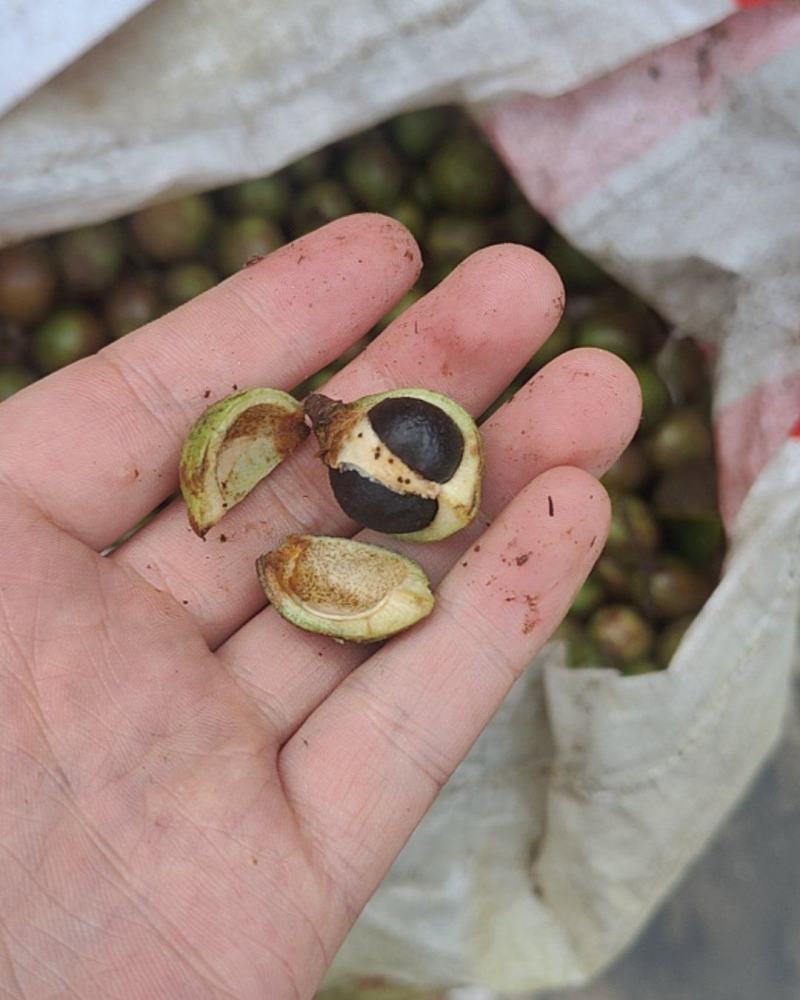 野生油茶籽（鲜果）