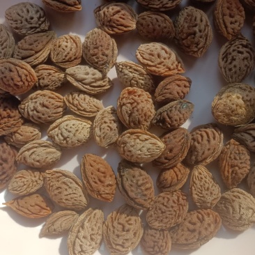 毛桃核