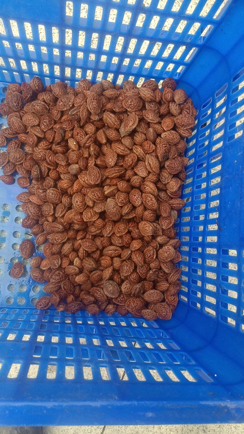 毛桃核
