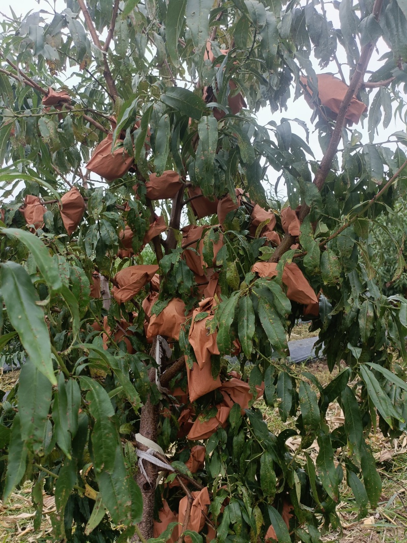 香沉冬桃