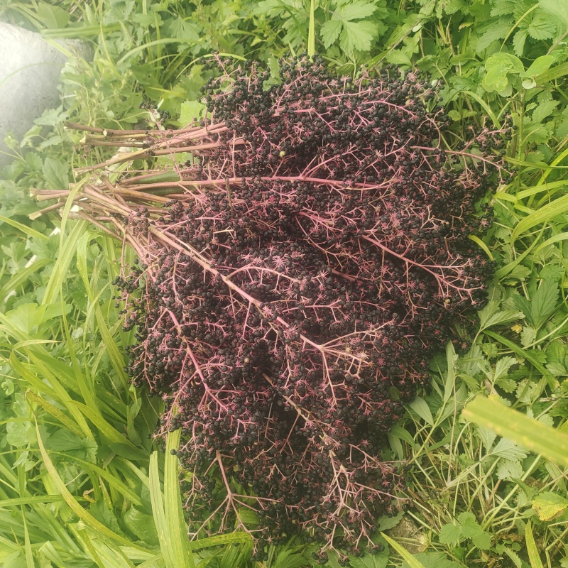 优质刺嫩芽种子