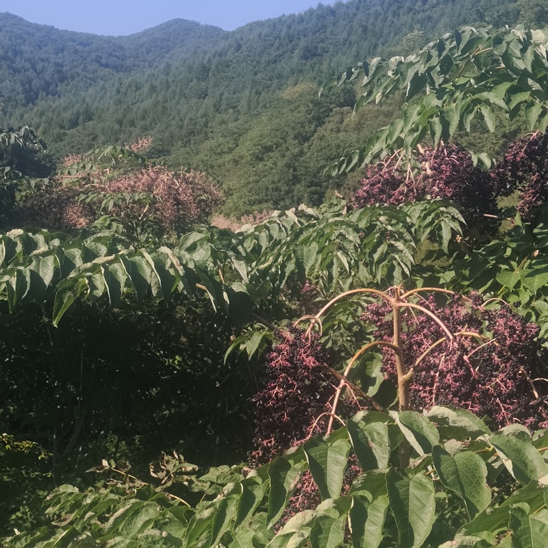 优质刺嫩芽种子