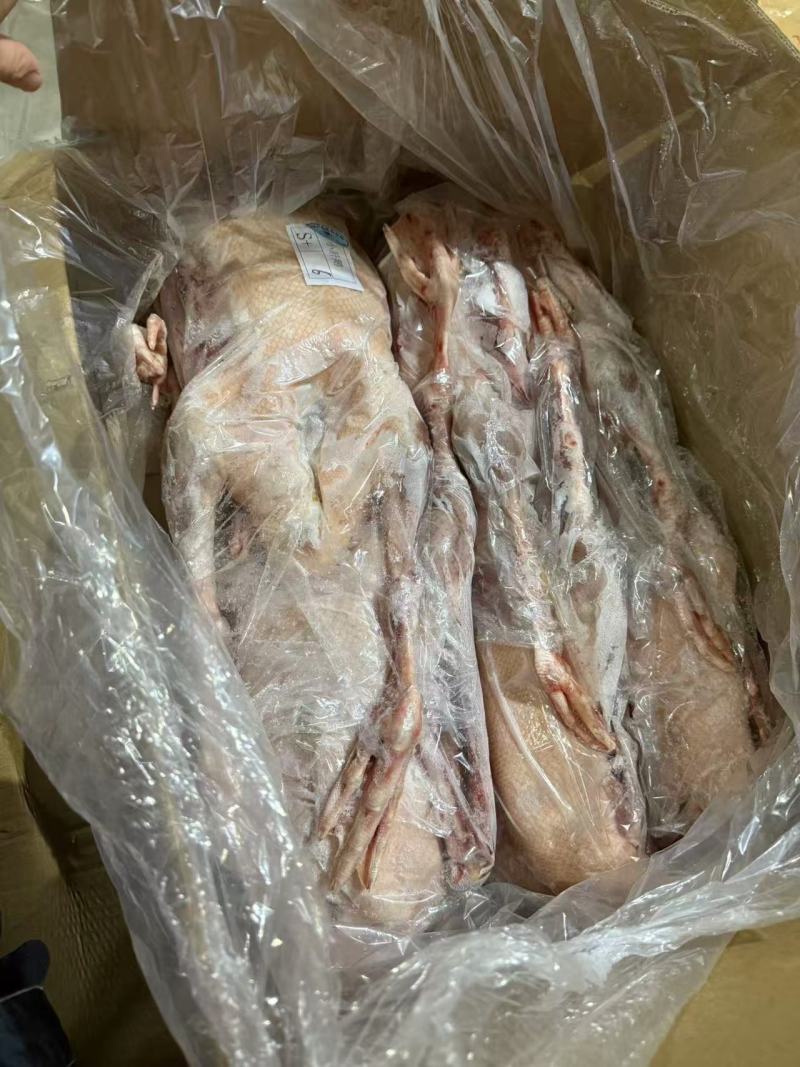 厂家直销全鹅，品质有保障，300多件心肝鹅6只装