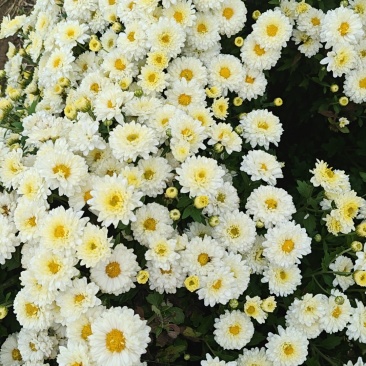 北京菊