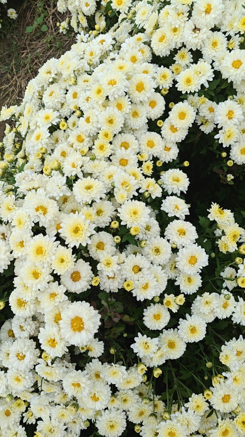 北京菊