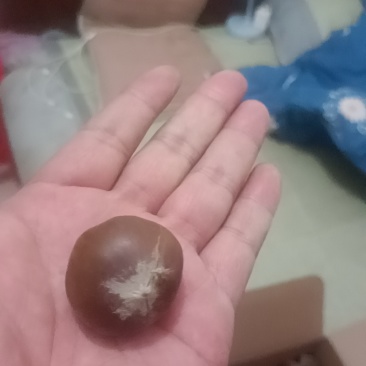 磐安板栗