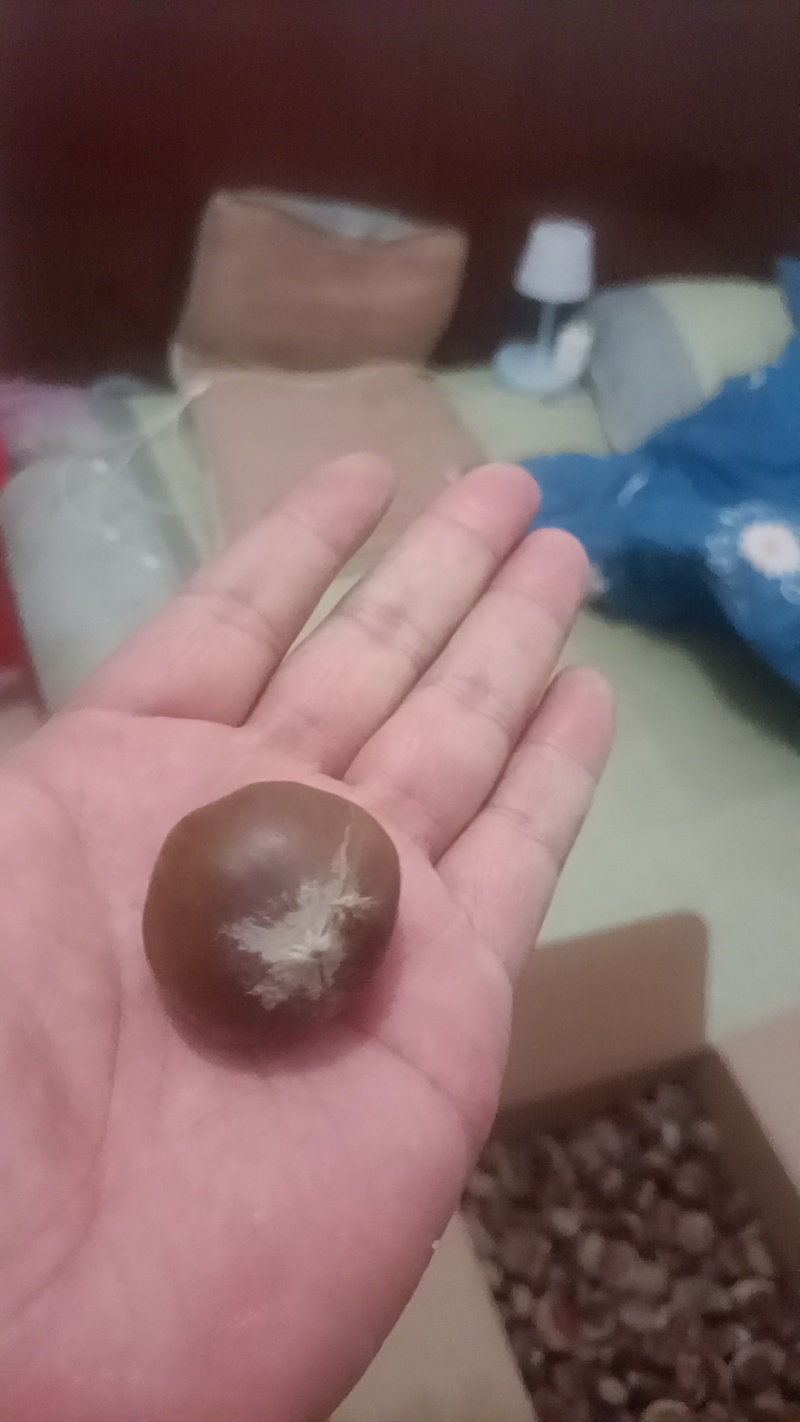 磐安板栗