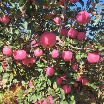 苹果