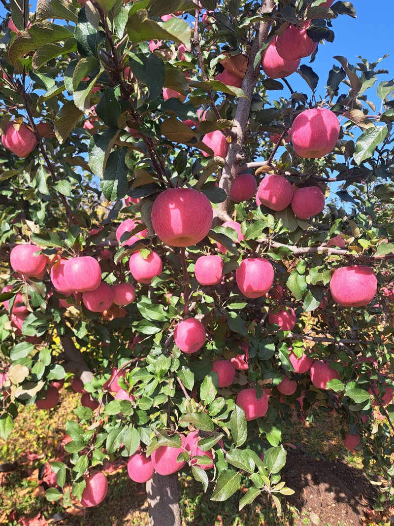 苹果