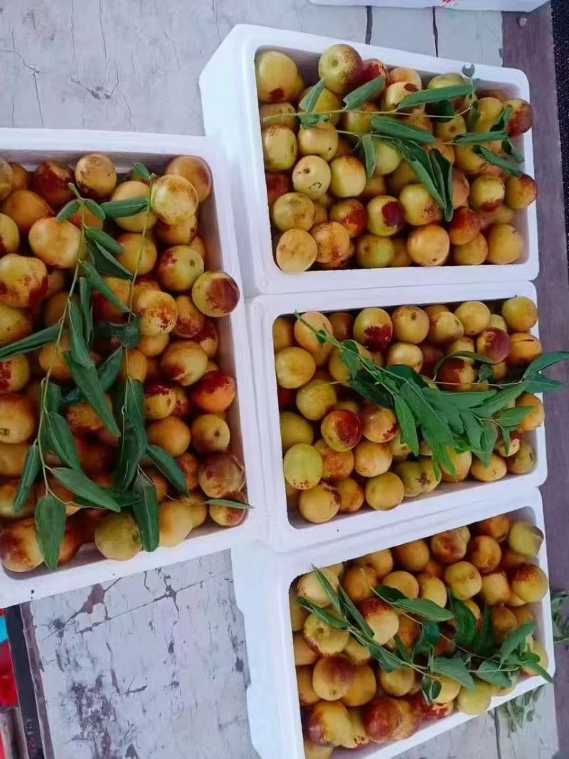 山东滨州沾化冬枣