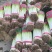 青海互助五十精品大葱