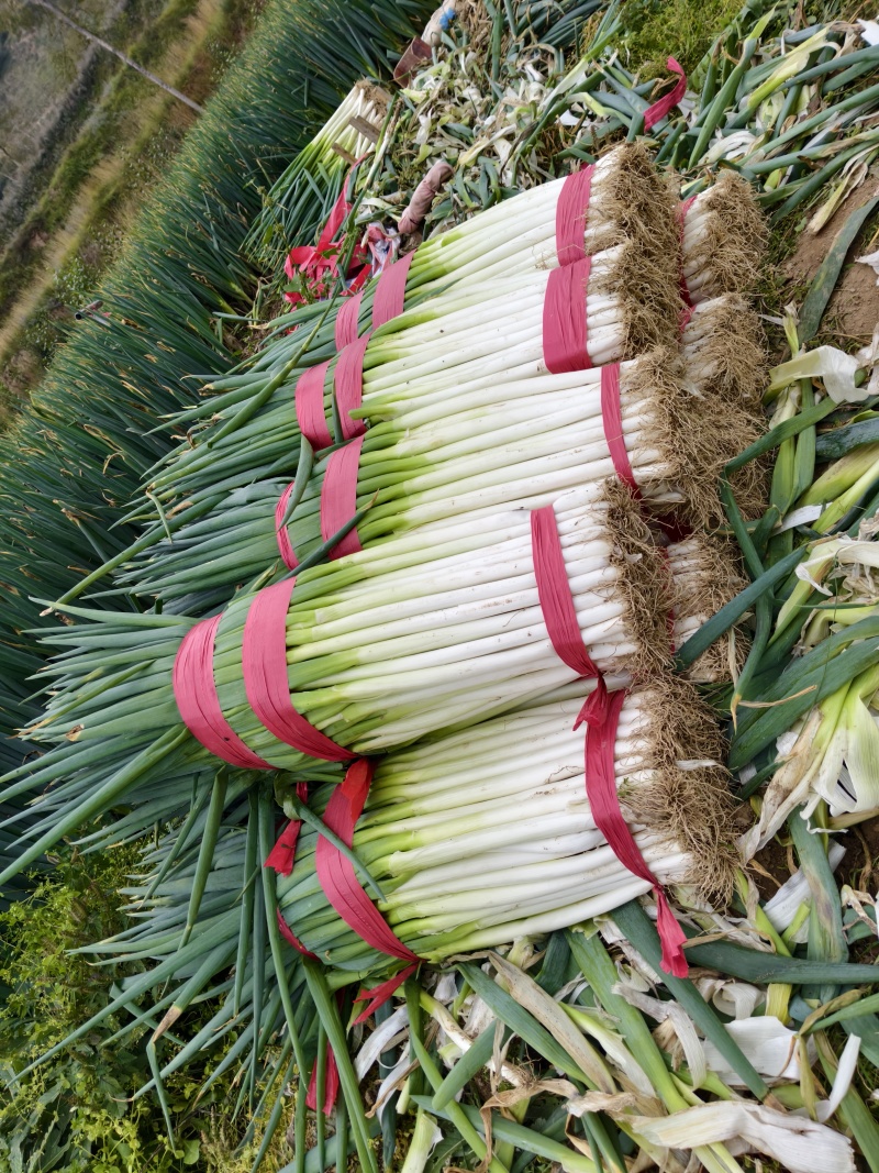 青海互助五十精品大葱