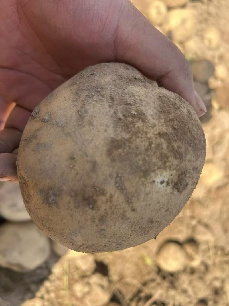 甘肃沙地大西洋，薯片货大量有货，可以帮忙库存