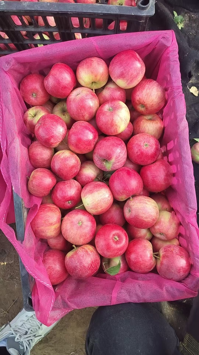 内蒙赤峰新平红苹果，精品果