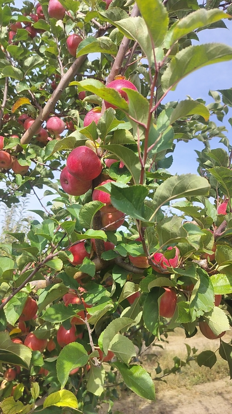 内蒙赤峰新平红苹果，精品果
