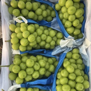 阳光玫瑰