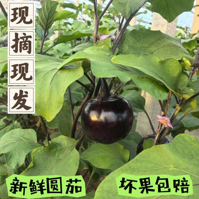 圆茄场地直发
